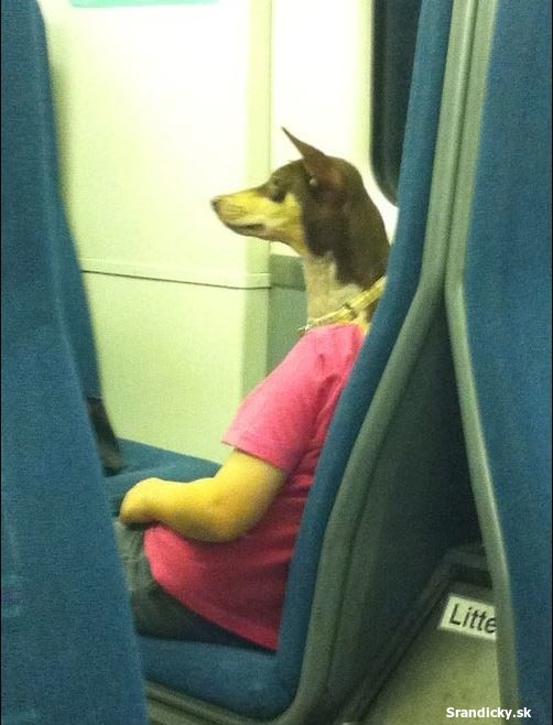 Pes v metre ?